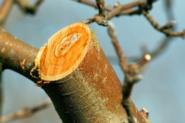 Tnąc drzewa owocowe (w tym przypadku jabłoń), należy zadbać o pozostawienie odpowiedniej ilości krótkopędów, odpowiedzialnych za wydawanie owoców (zdj.: Adobe Stock)