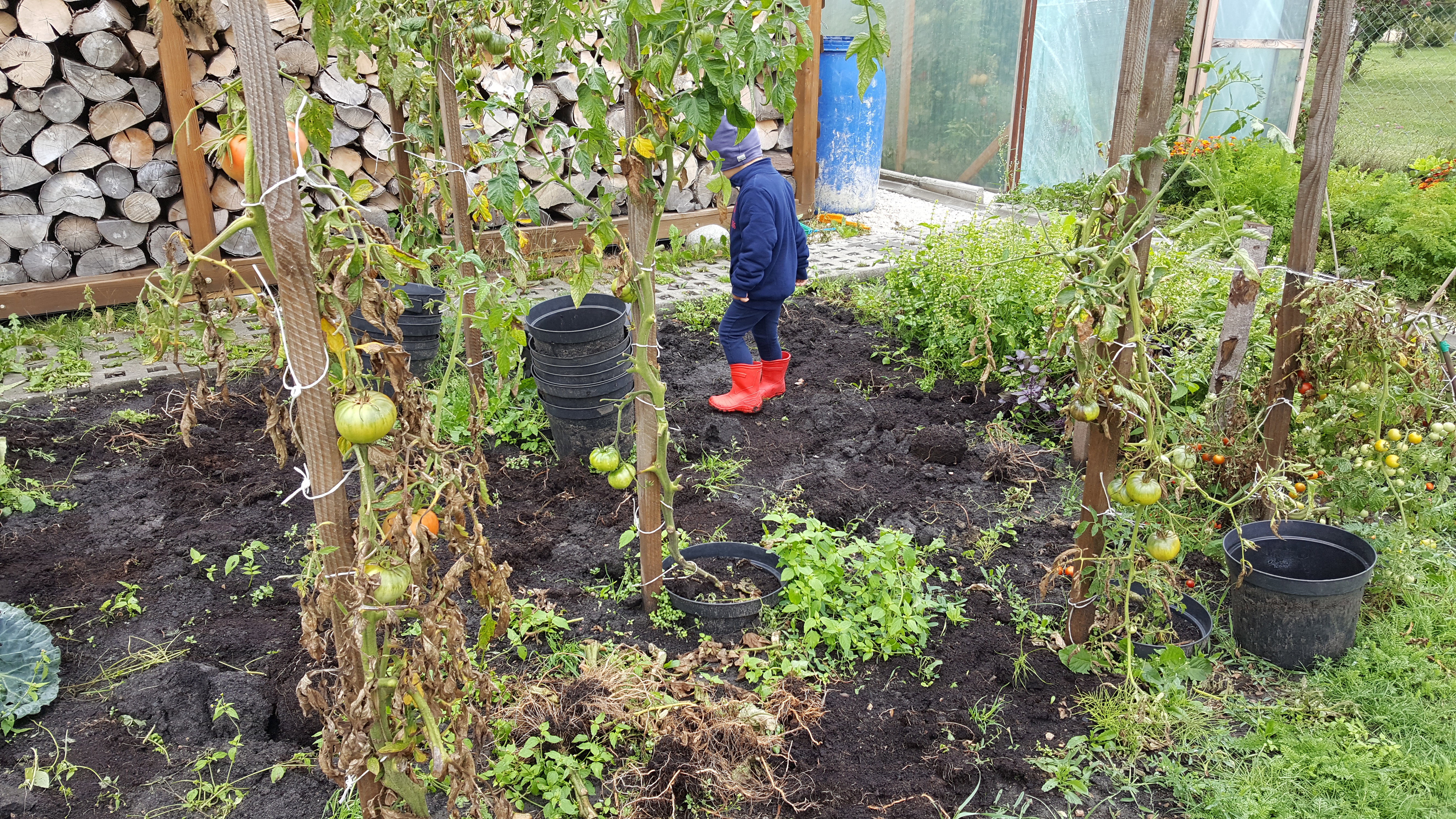 Tomuś dogląda prac w pomidorach