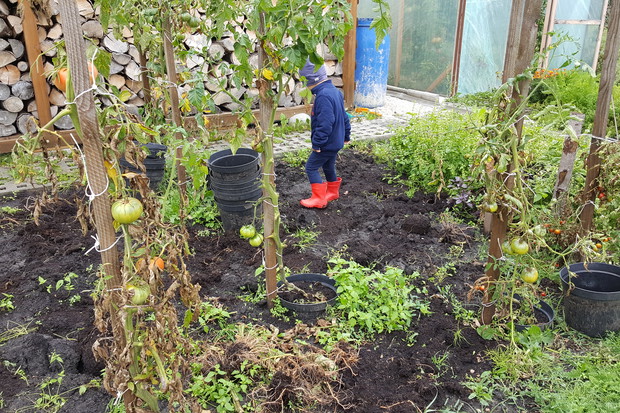 Tomuś dogląda prac w pomidorach