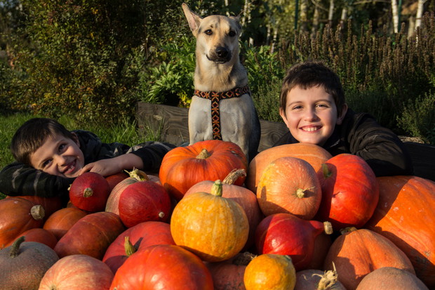 Tradycyjne zakończenie sezonu z dyniami.