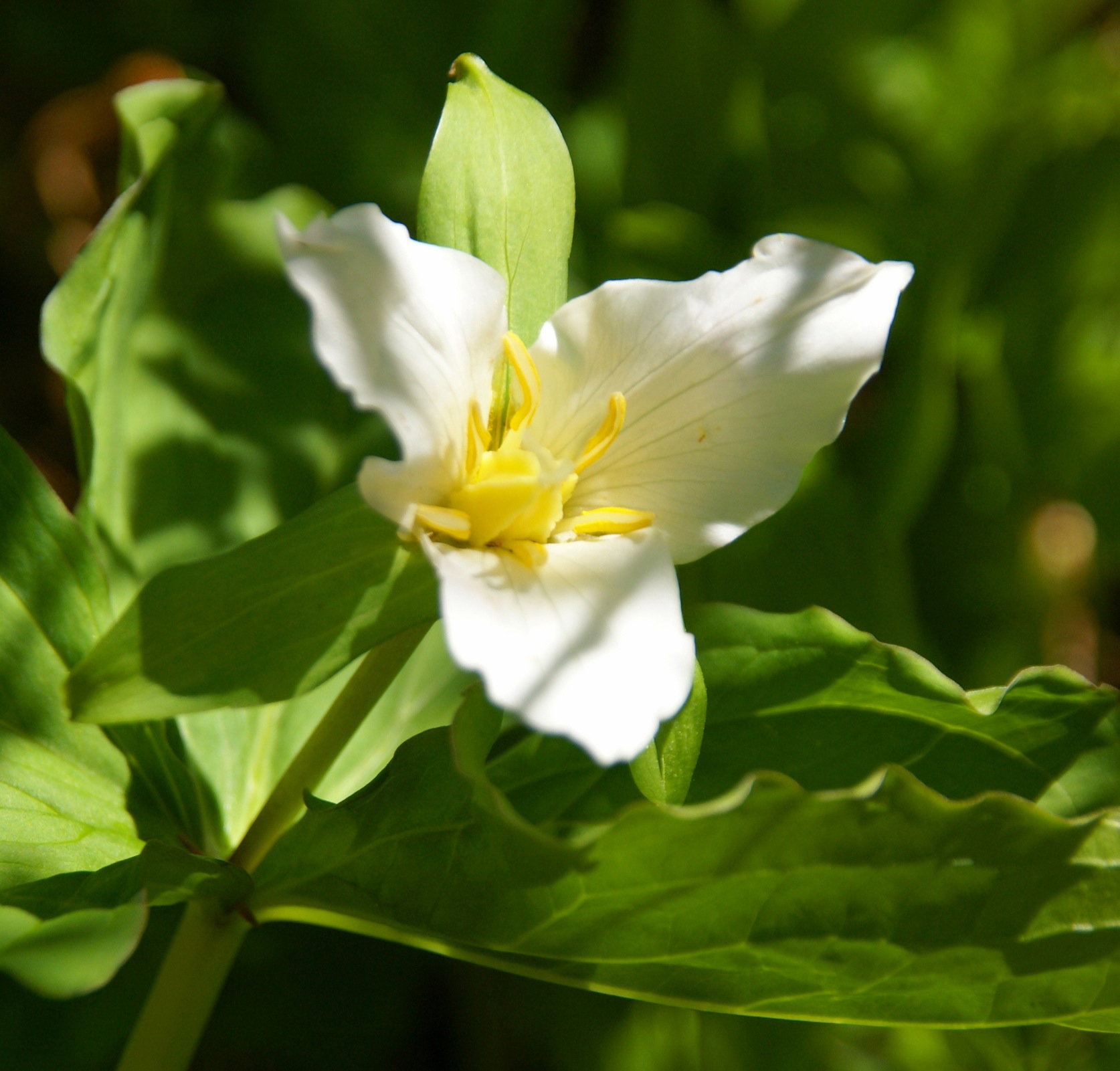 Trójlist Trilium  (zdj.: Fotolia.com)