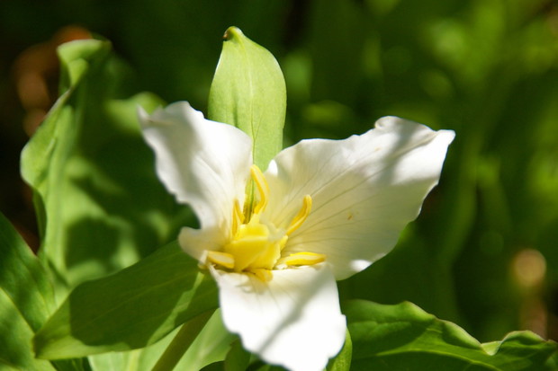 Trójlist Trilium (zdj.: Fotolia.com)