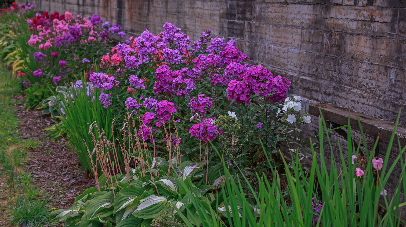 Uroda płomyków sprawia, że mogą z powodzeniem służyć za dominujące na rabacie rośliny (zdj.: Shutterstock.com)
