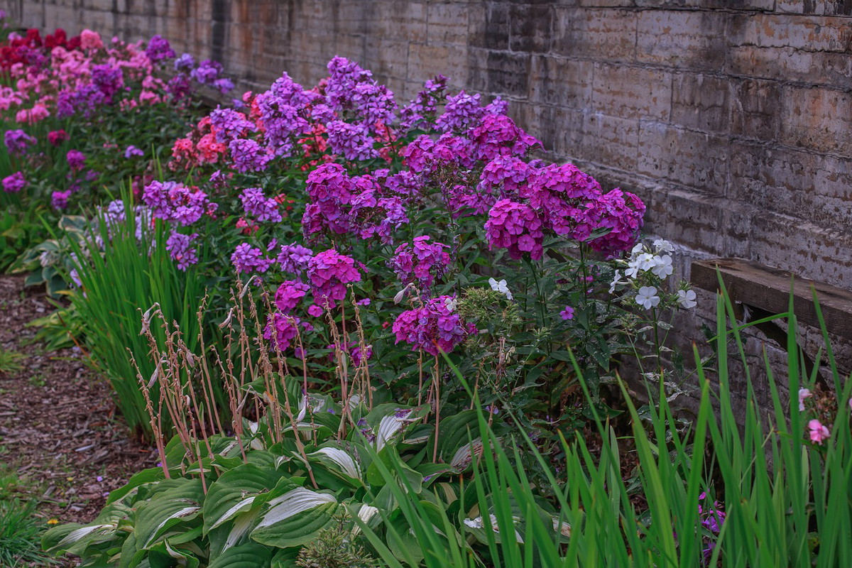 Uroda płomyków sprawia, że mogą z powodzeniem służyć za dominujące na rabacie rośliny (zdj.: Shutterstock.com)