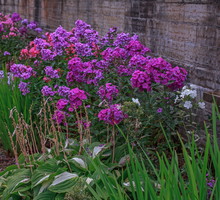 Uroda płomyków sprawia, że mogą z powodzeniem służyć za dominujące na rabacie rośliny (zdj.: Shutterstock.com)