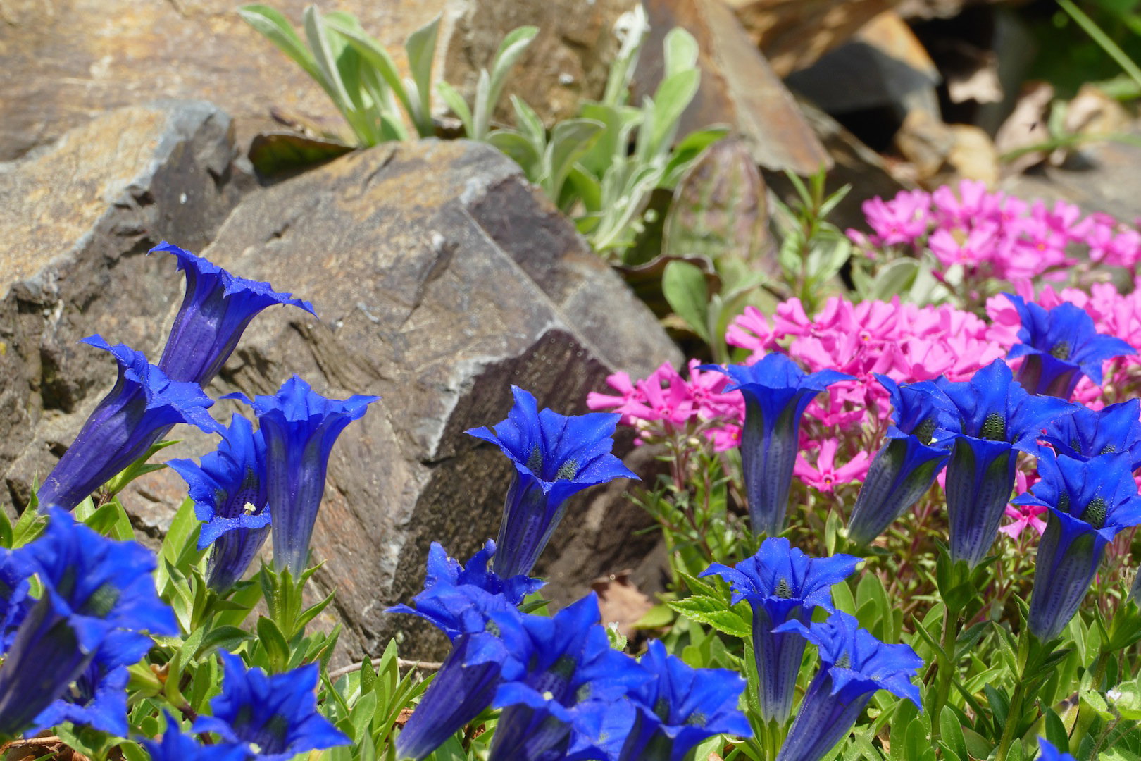 Urokliwa niebieska goryczka (gentiana) (zdj.: Fotolia.com)