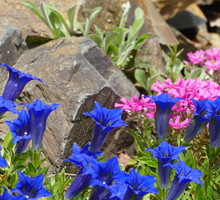 Urokliwa niebieska goryczka (gentiana) (zdj.: Fotolia.com)