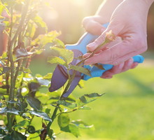 Usuwanie chorych oraz przekwitłych pędów przeprowadzamy w taki sposób, by miały one możliwość wypuścić nowe pąki kwiatowe (zdj.: Adobe Stock)