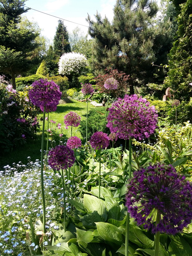 Uwielbiam prace w ogródku,komponować nasadzenia i fotografować je :) dla mnie to miejsce jest odskocznią od codziennych obowiązków zawodowych.Tu naprawdę można się niezle napracować,ale i doładować akumulatory.