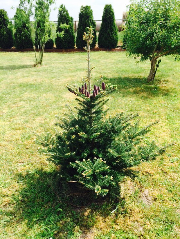 W ogrodzie musi być dużo miejsca na dziecięce zabawy.