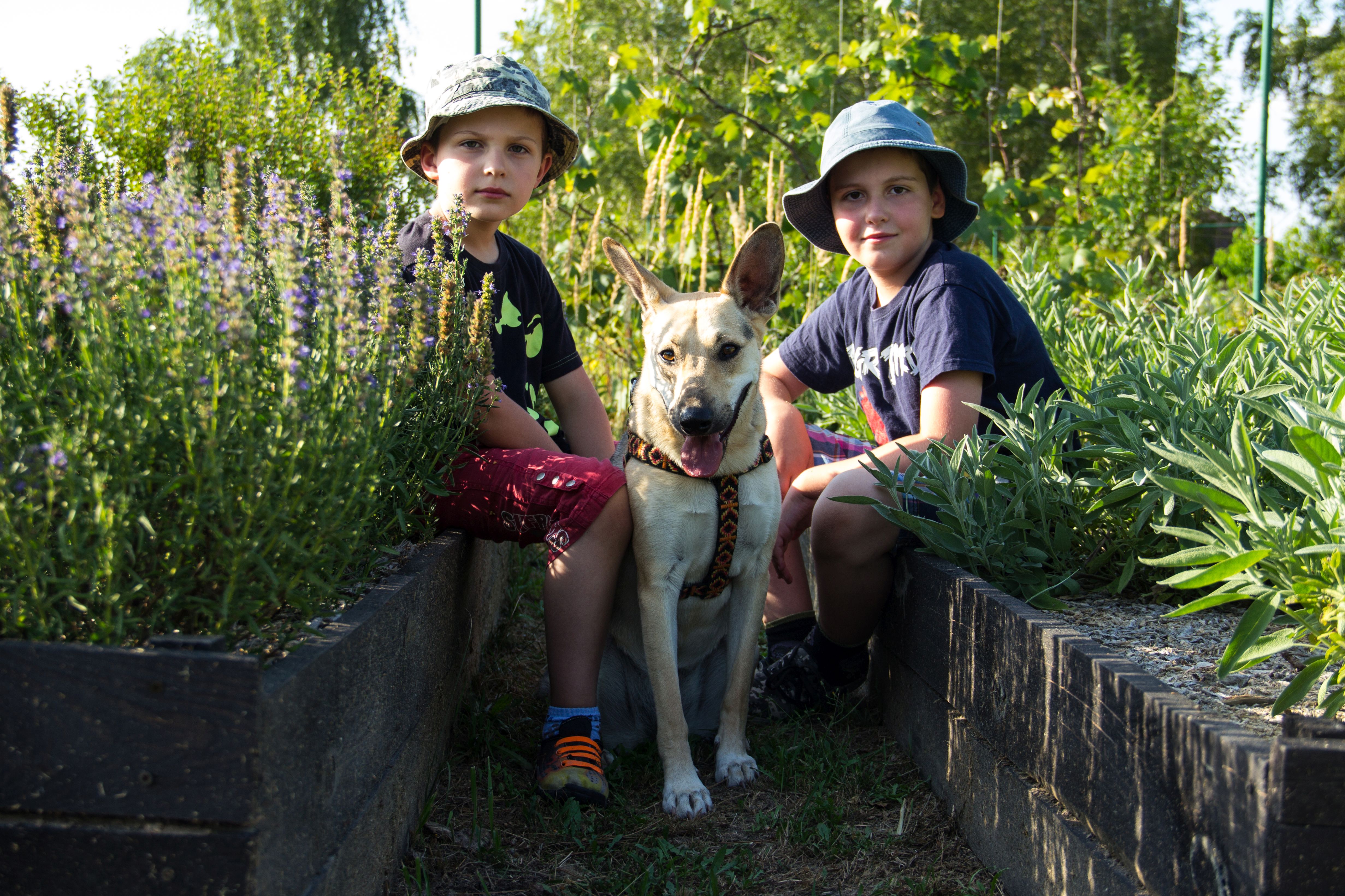 W ziołowych perma-grządkach.