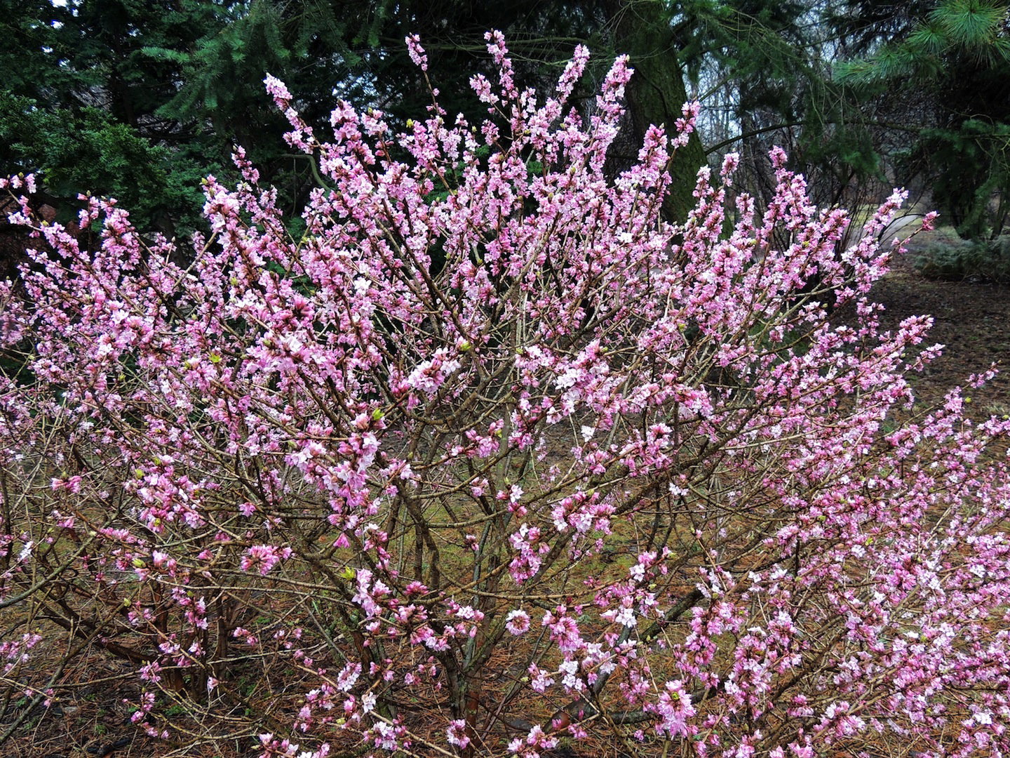 Wawrzynek wilczełyko daphne mezereum (zdj.: Fotolia.com)