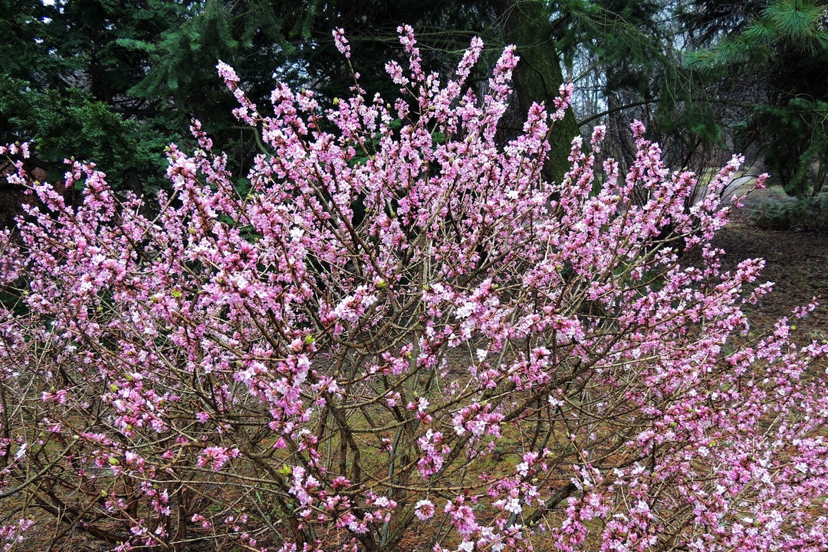 Wawrzynek wilczełyko daphne mezereum (zdj.: Fotolia.com)