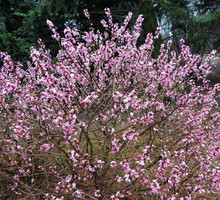 Wawrzynek wilczełyko daphne mezereum (zdj.: Fotolia.com)