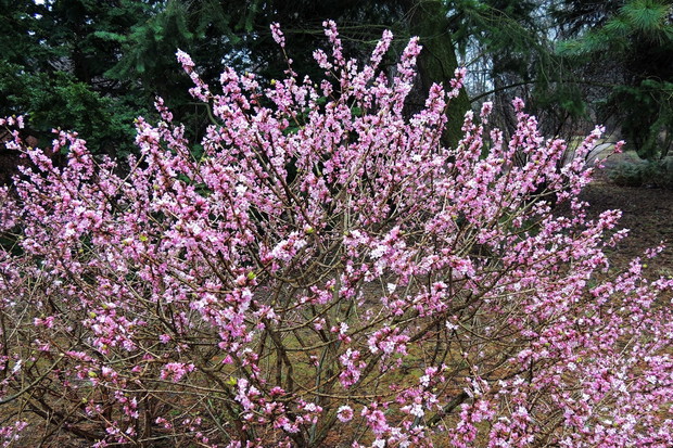 Wawrzynek wilczełyko daphne mezereum (zdj.: Fotolia.com)