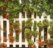 Widok porażonych fytoftorozą nie jest niczym niezwykłym, choć chore rośliny powinny być wysadzane i izolowane od innych (zdj.: Shutterstock.com)