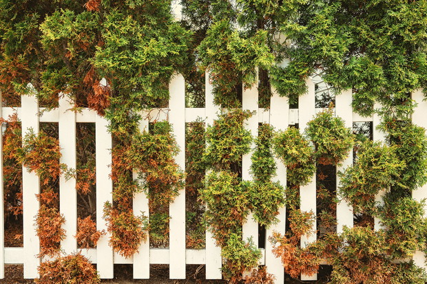 Widok porażonych fytoftorozą nie jest niczym niezwykłym, choć chore rośliny powinny być wysadzane i izolowane od innych (zdj.: Shutterstock.com)