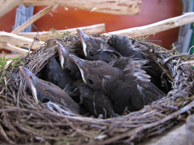 Wiele czasu spędzamy w rodzinnym gronie, ale nie jesteśmy jedyną rodziną zamieszkującą nasz ogród ;-).