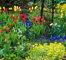 Wiosenne rabata składająca się głównie z roślin cebulowych zachwycać powinna przede wszystkim ferią barw (zdj.: Fotolia.com)