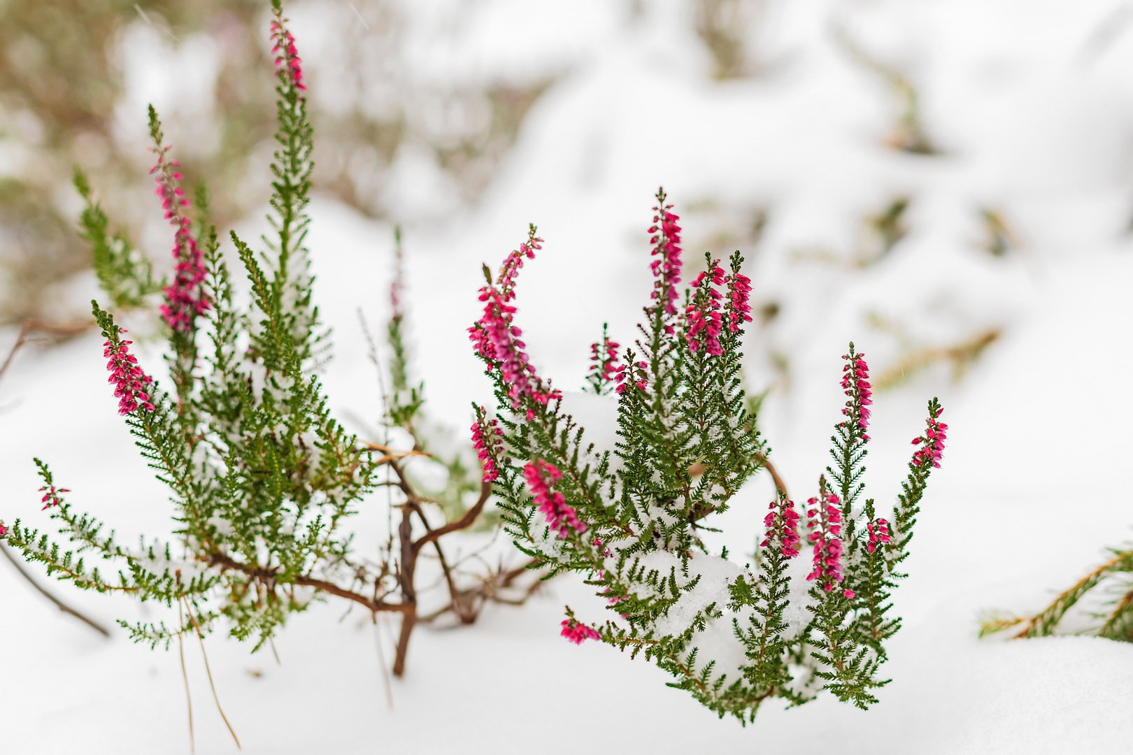 Wrzos pospolity posiada podobną do wrzośca odporność na mróz, wymaga jednak innych warunków glebowych (zdj.: Shutterstock.com)