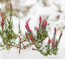 Wrzos pospolity posiada podobną do wrzośca odporność na mróz, wymaga jednak innych warunków glebowych (zdj.: Shutterstock.com)
