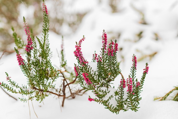 Wrzos pospolity posiada podobną do wrzośca odporność na mróz, wymaga jednak innych warunków glebowych (zdj.: Shutterstock.com)