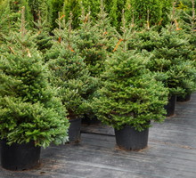 Wybierając żywą choinkę należy zwrócić uwagę nie tylko na gatunek drzewka, ale również jego kondycję. Omijamy drzewka w małych doniczkach, o wątpliwej urodzie igieł czy nieproporcjonalnym pokroju. (zdj.: Fotolia.com)