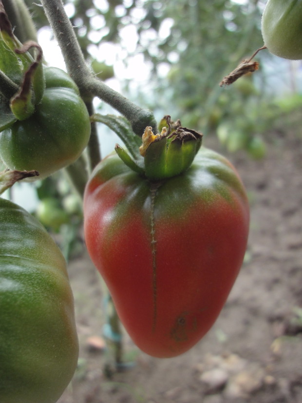 Z własnej rozsady ,duma dziadka