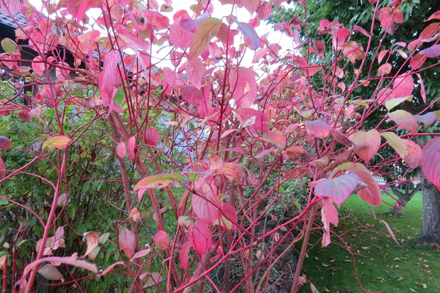 Za chwilę po tych liściach nie będzie śladu. Ale zostaną czerwone, dekoracyjne gałęzie.
