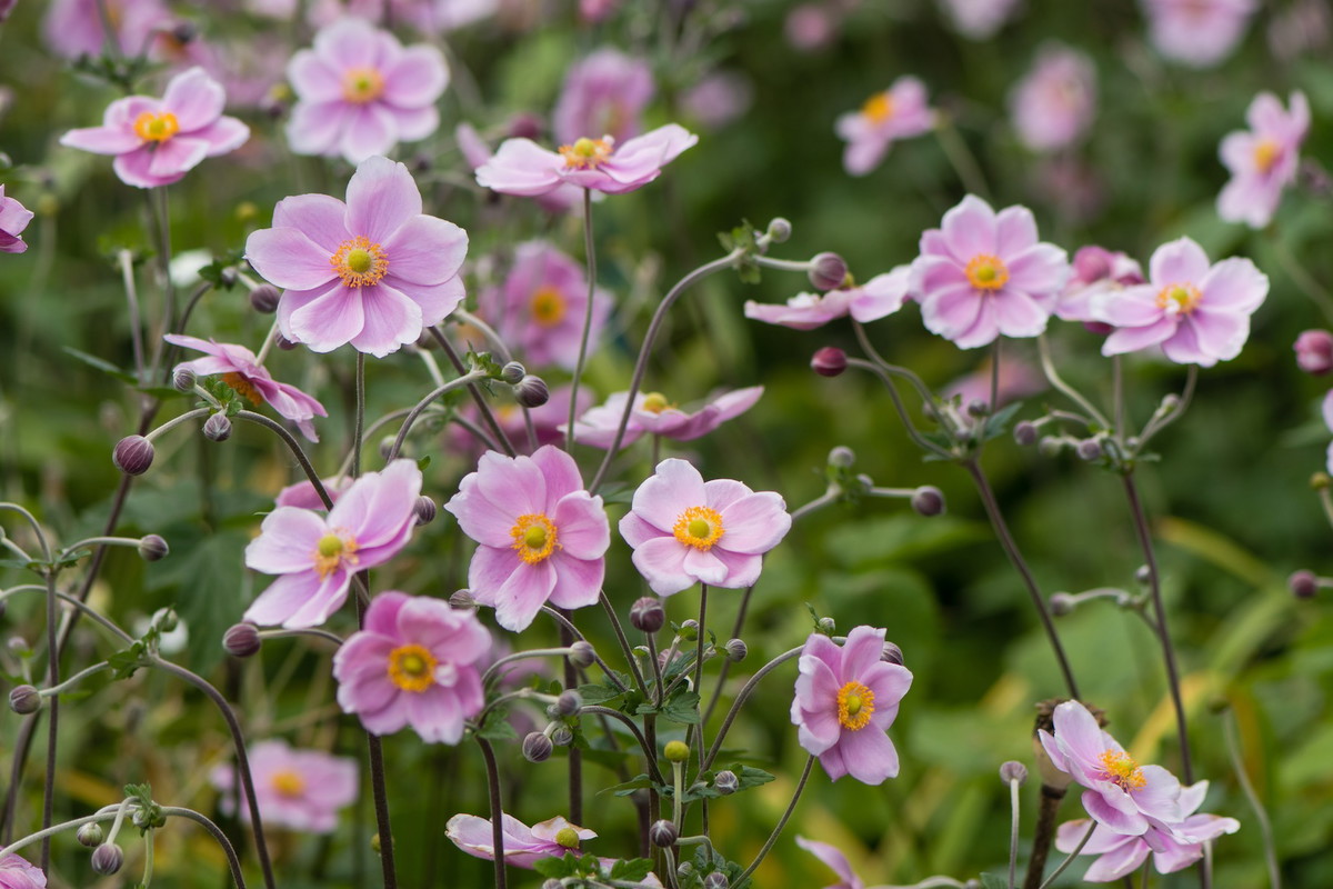 Zawilec japoński Anemone hupehensis var. japonica (zdj.: Fotolia.com)