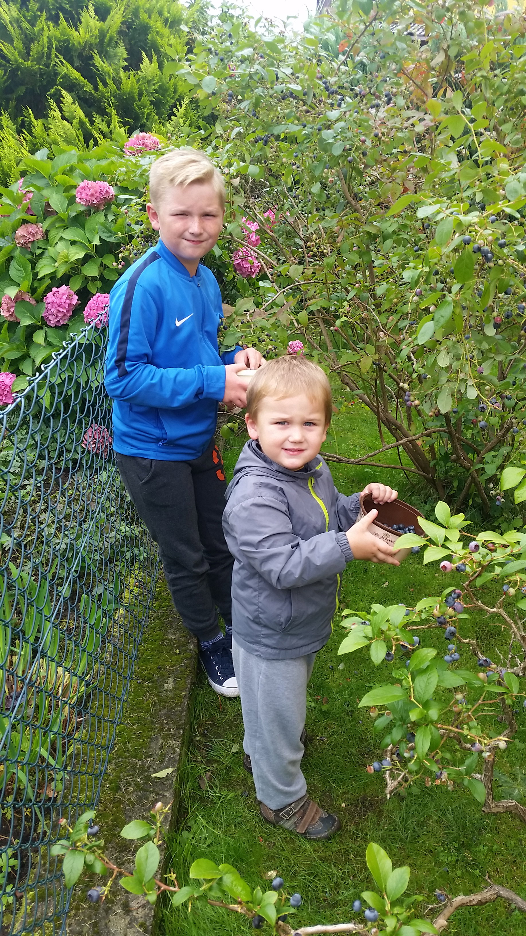 Zbieramy boróweczki