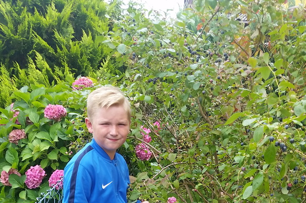 Zbieramy boróweczki