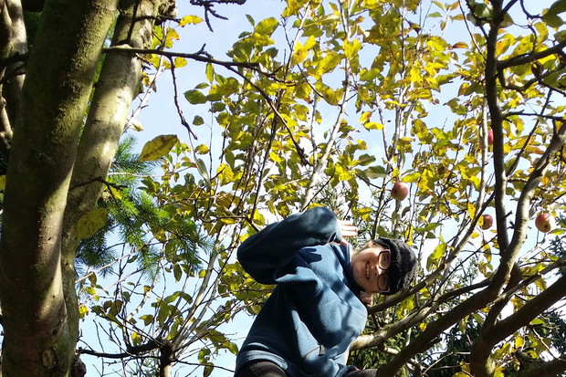 Zbieramy jabłuszka!