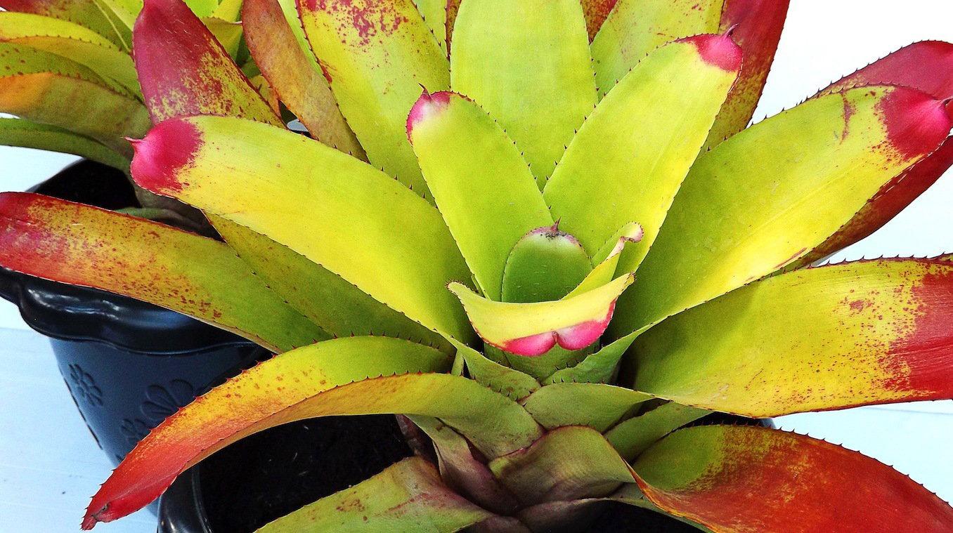 (zdj.: Shutterstock.com)