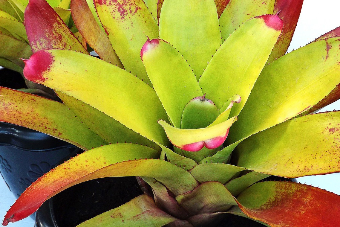 (zdj.: Shutterstock.com)