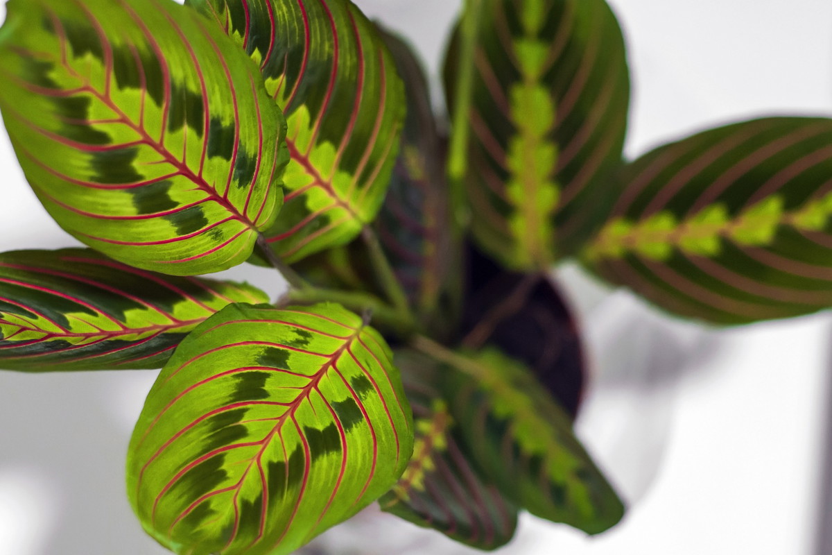 (zdj.: Shutterstock.com)