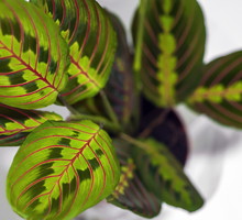 (zdj.: Shutterstock.com)