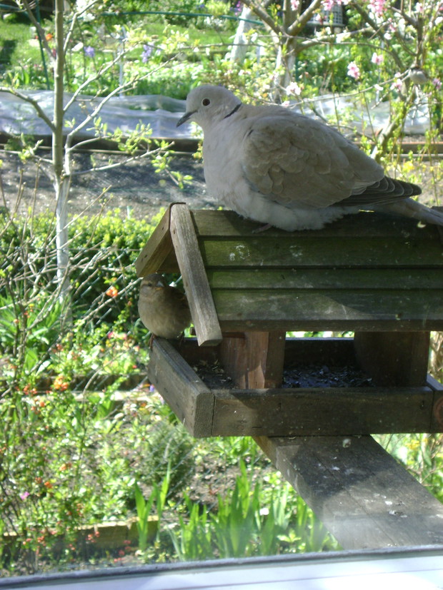 Zimą do karmnika, którego pilnują sierpówki, zaglądają  wróble oraz sikorki.