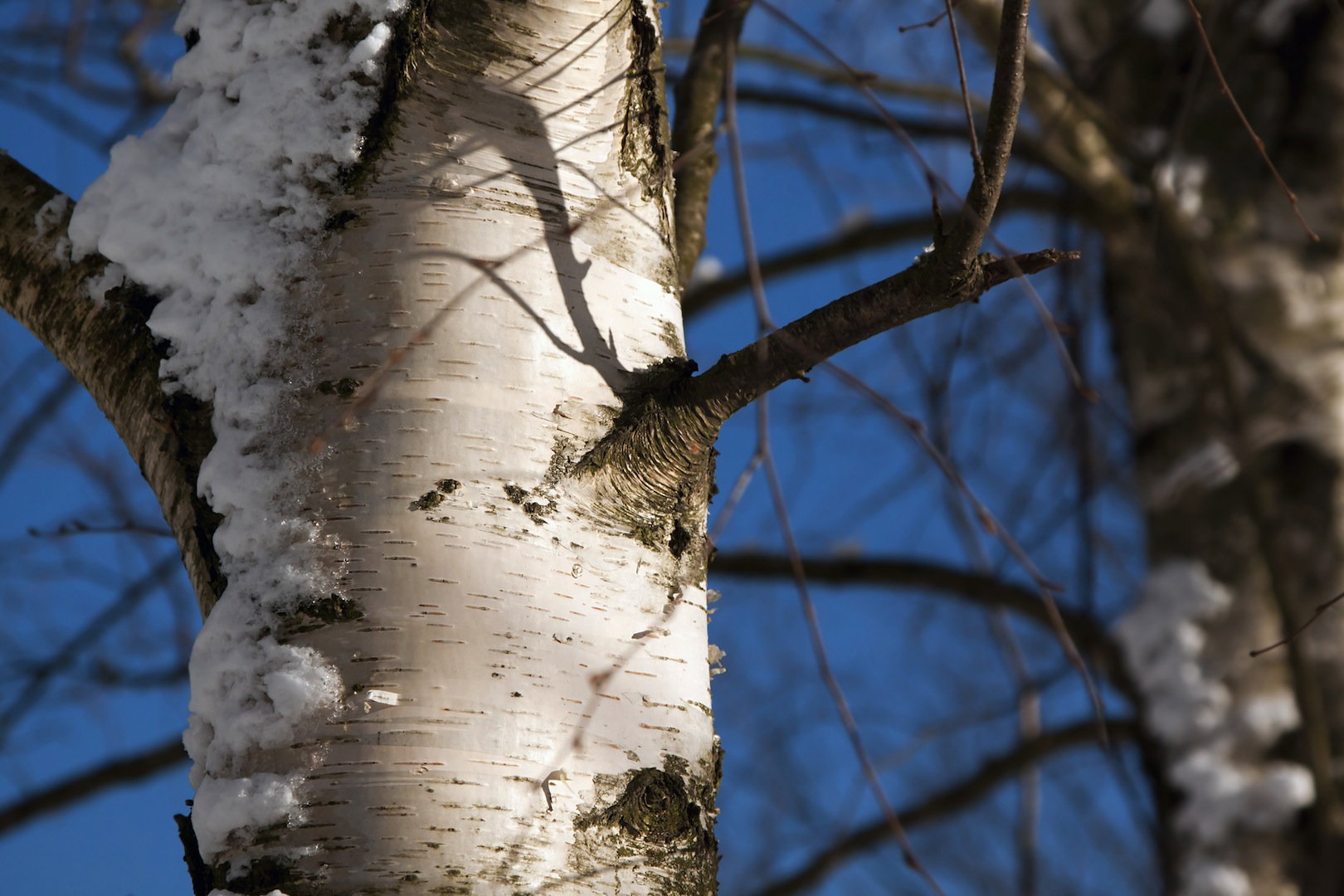 Zimowe pęknięcie kory przydarza się zazwyczaj młodym drzewom o ciemnej, stąd tak ważny jest zabieg wapnowania pnia (zdj.: Fotolia.com)