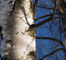 Zimowe pęknięcie kory przydarza się zazwyczaj młodym drzewom o ciemnej, stąd tak ważny jest zabieg wapnowania pnia (zdj.: Fotolia.com)