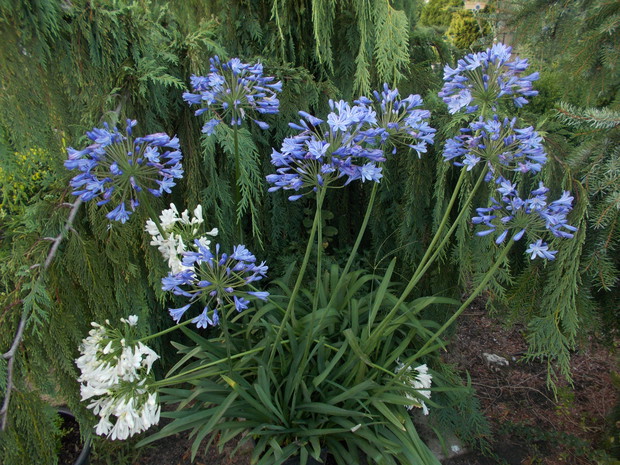 Agapanty afrykańskie w tym roku obrodziły kwiatami.