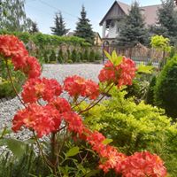 Azalie posiadają niesamowite kolory