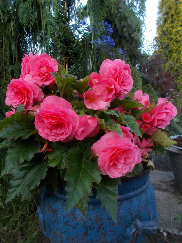 Begonia w pięknym kolorze różowym.