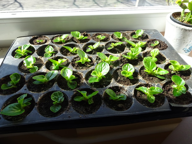 Begonie drobnokwiatowe.