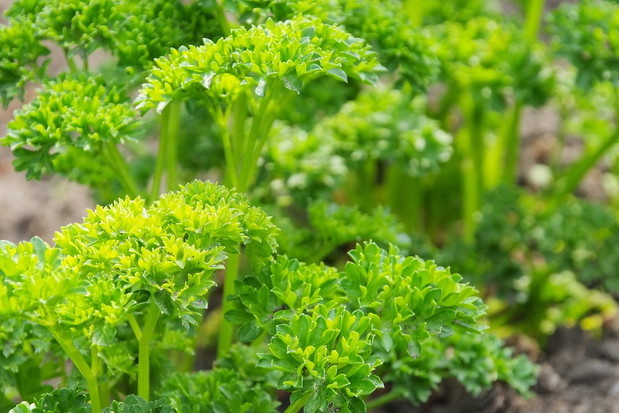Bogata w witaminę C pietruszka obradza nacią nieustannie od wiosny do jesieni. (zdj.: Adobe Stock)