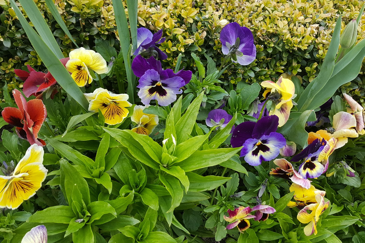 BRATKI OD PANA BRATKOWEGO