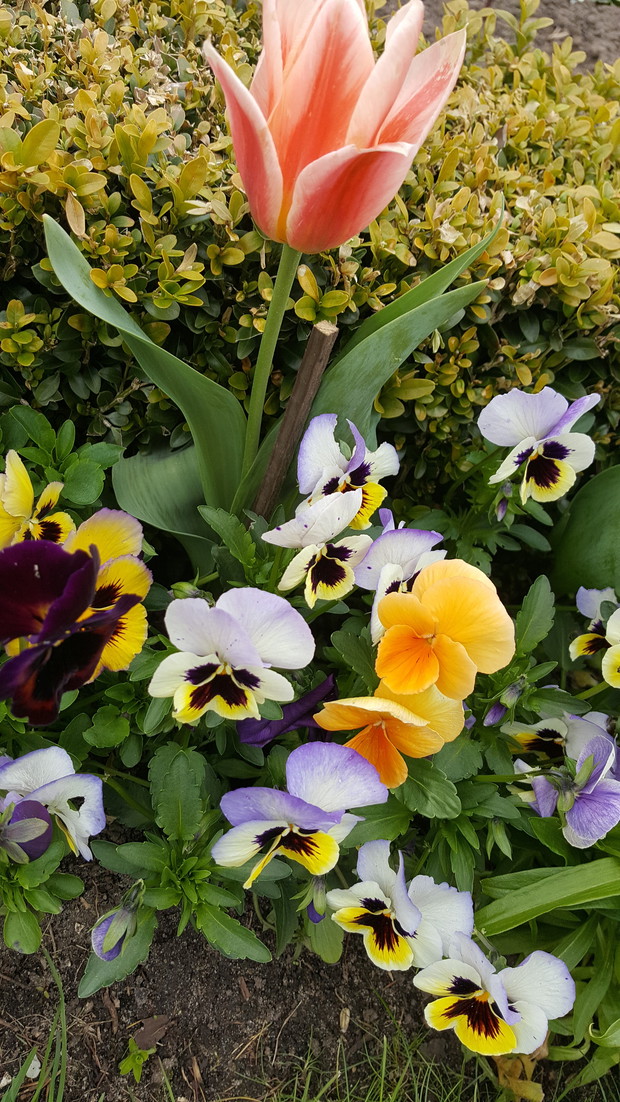 BRATKI OD PANA BRATKOWEGO