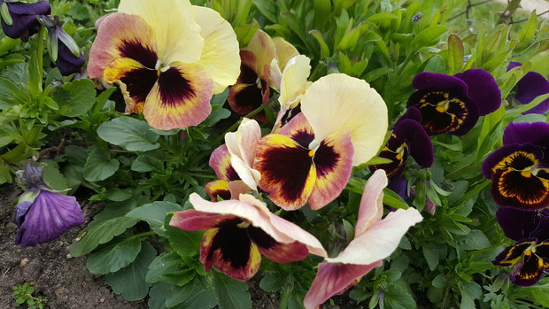 BRATKI OD PANA BRATKOWEGO