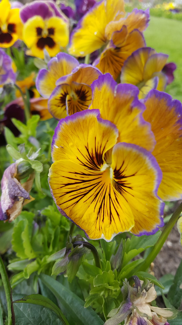 BRATKI OD PANA BRATKOWEGO