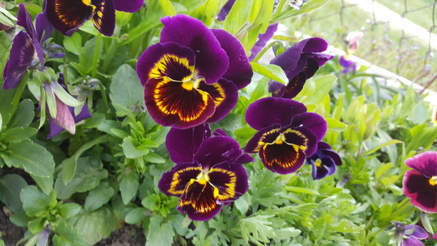 BRATKI OD PANA BRATKOWEGO